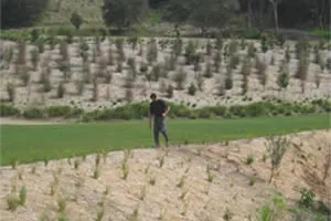 Domestic Weed Control Domestic Weed Control